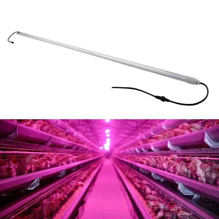 poultry light poultry light