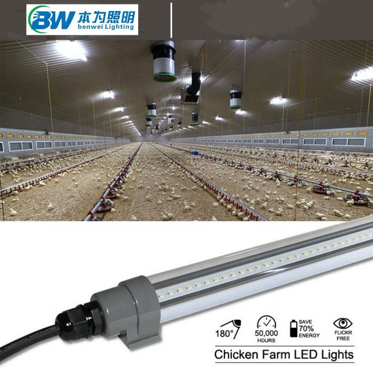 Led Chicken Light