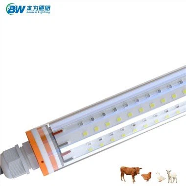 Odlingslök för kycklingar