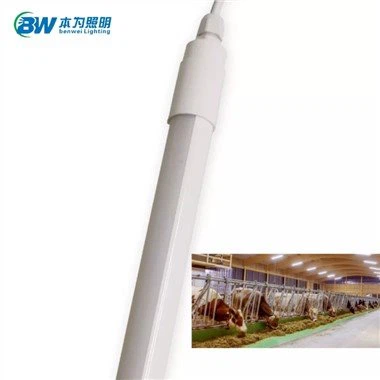 LED-lampor för ladugårdar med mjölkkor