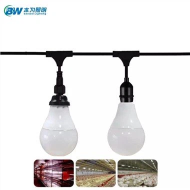 Belysning för grisbyggnader