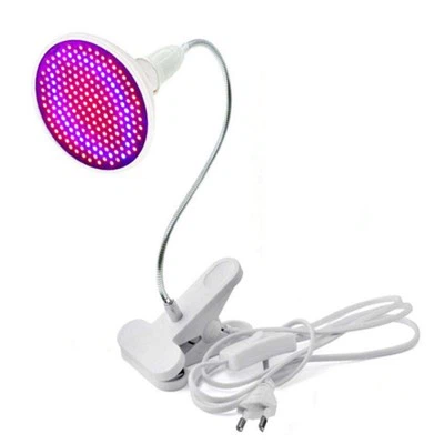 Odla lökar för inomhusväxter