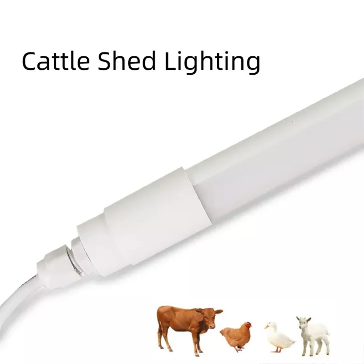 Red Light For Chicken Coop