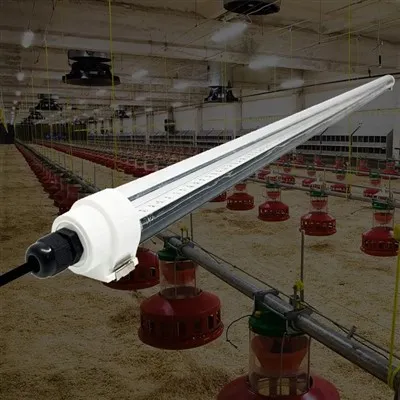 LED hönshusbelysning för äggproduktion